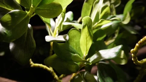 Close up shot of tree leaves Video stock 237321261