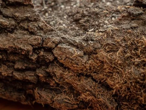 Close up shot of a tree log Stock Photos