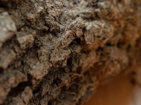 Close up shot of a tree log Foto stock