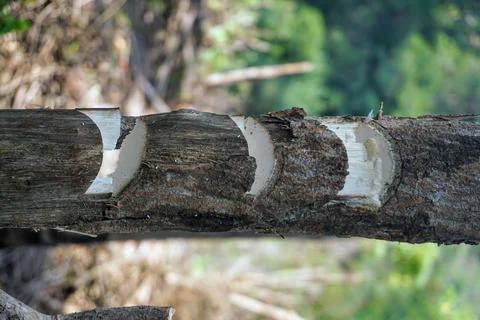 Close-up shot of a tree log trunk with axe notch marks in the forestry industry. Stock Photos