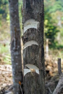 Close-up shot of a tree log trunk with axe notch marks in the forestry industry. Stock Photos