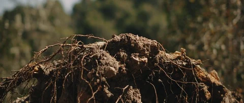 Close up shot of tree roots torn up from the ground. Nature background Stock Footage 126738366