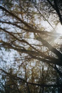 Close of shot of a tree stem light by the sun Photos