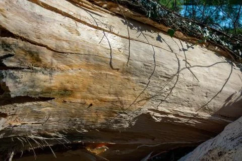 A Close Up Shot of A Tree Stripped of Its Bark Stock Photos
