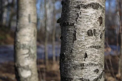 Close-up shot of a tree trunk in a forest, ideal for nature-inspired designs and Stock Photos