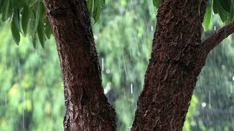 Close up shot of tree trunk with rain background Stock Footage 296548444