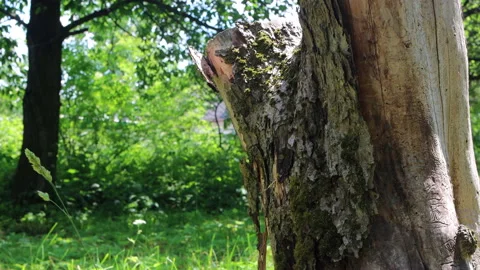 Close up shot of tree trunk on sunny day in summer Stock Footage 199959656