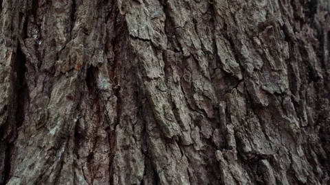 Close up shot of tree trunk, Wood pattern texture or background, Dolly shot Stock Footage 334992364