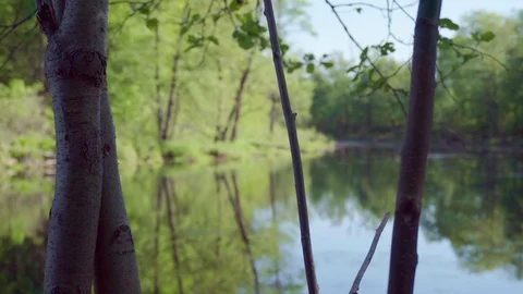 Close-up shot of tree trunks. Stock Footage 111598786