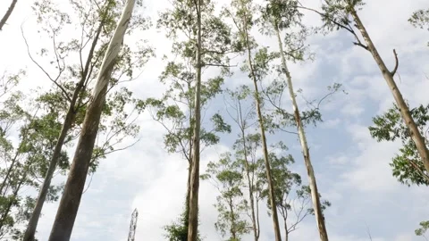 Close shot of trees with blue sky in background Video stock 156955873