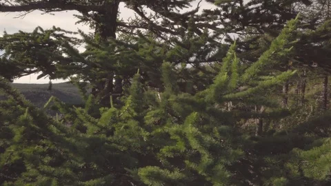 Close-up shot of trees. Stock Footage 112606919