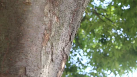 Close up shot of trees in the forest Video stock 306040436