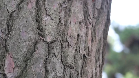 Close up shot of trees in the forest Video stock 306040437