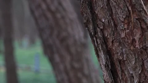 Close up shot of trees in the forest Video stock 306040478