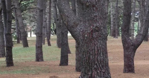Close up shot of trees in a moody forest in 4K Stock Footage 85311462