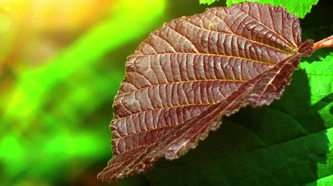 Close up Shot on Tropical Leaf Stock Footage 51626537