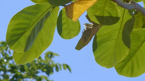 Close up shot of a tropical tree with big green leaves Stock Footage 114963306