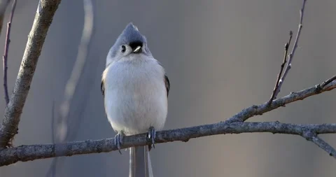 Close up shot of tufted titmouse bird on the tree branch 動画素材 304030033