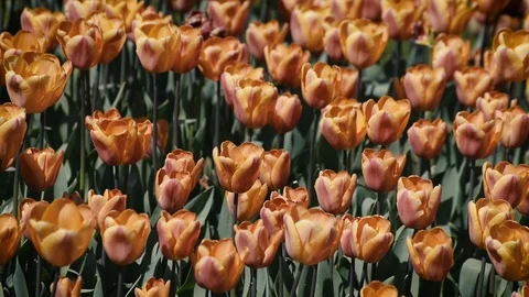 Close Up Shot Of Tulips Stock Footage 88463431