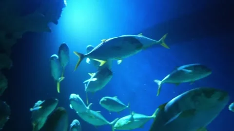 A close-up shot of Tuna fish  Stock Footage 317998783