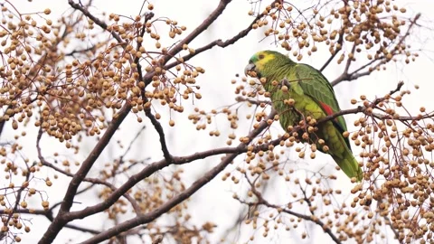Close up shot of a Turquoise-fronted amazon parrot perching on a branch 스톡 동영상 139025156