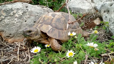 Close up shot of a turtle amongst daisies Stock Footage 237507874