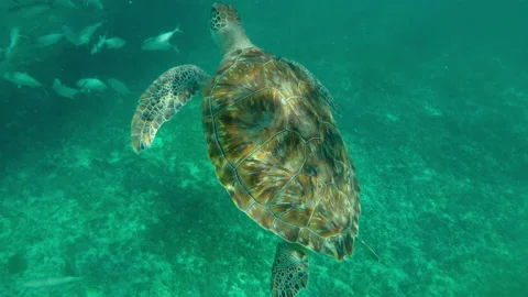 Close-Up Shot Of Turtle And Fish Swimming Underwater In Ocean - Tulum, Mexico Stock Footage 155844254