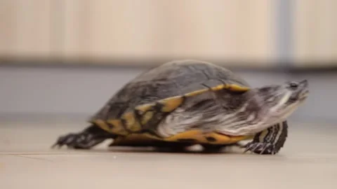 Close up shot of turtle on floor that goes away. Concept of slowness 库存影片 151638974