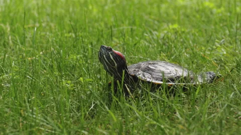Close-up shot of a turtle on a green lawn Stock Footage 199290491