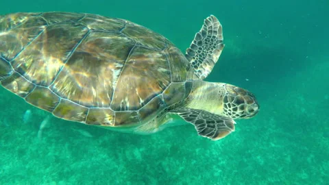 Close-Up Shot Of Turtle Swimming Under Ocean - Tulum, Mexico Stock Footage 155822697