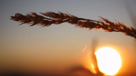 Close shot of twig in slow motion facing yellow sunset, golden hour Stock Footage 87519041