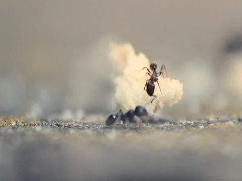 A close up shot of two ants eating bread crumb Stock-Footage 99861499