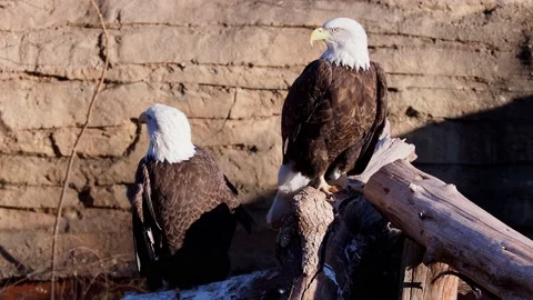 Close up shot of two Bald eagle Stock Footage 170350320