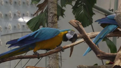 Close Up shot of two beautiful colored parrots sitting on a tree bough and Stock Footage 133724208
