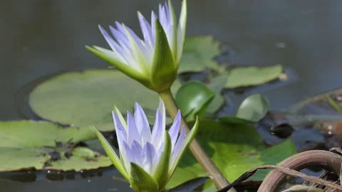 Close shot of two beautiful purple and white color lotus flowers in a pond Stock Footage 149902246