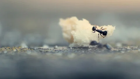 A close up shot of two black ants eating bread crumb Stock-Footage 99862363