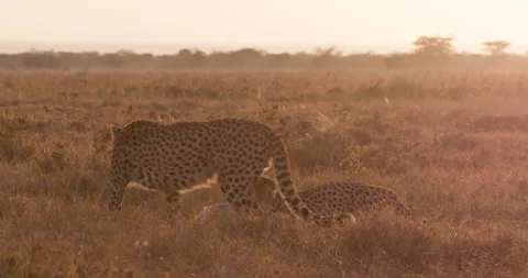 Close up shot of two cheetahs feeding in the grasslands of kenya Stock Footage 308674923