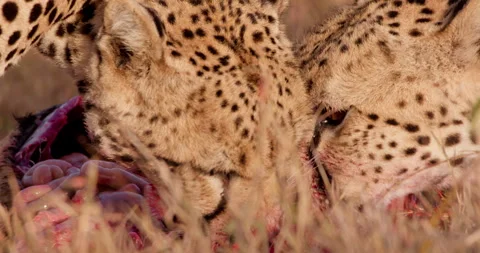 Close up shot of two cheetah's feeding on a fresh carcass Stock Footage 308675485