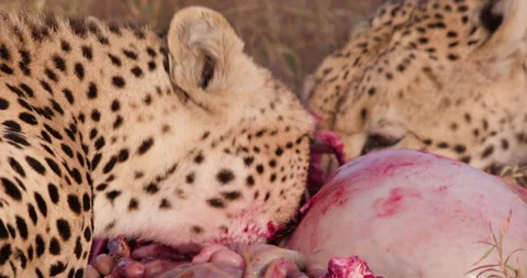 Close up shot of two cheetah's heads ripping off meat from a kill Stock Footage 308675522