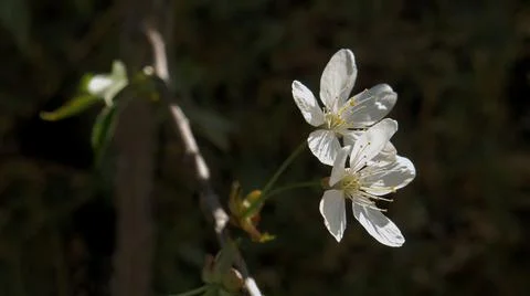 A close-up shot of two cherry tree flowers on a branch against a dark background Stock Photos