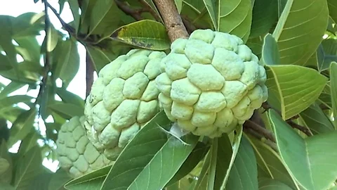 Close up shot of two custard apple fruit on the tree, Annona Squamosa Stock Footage 124043631