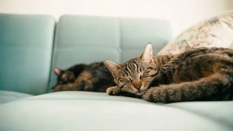 Close-up shot of two cute cats sleeping on the couch Stock Footage 167996279