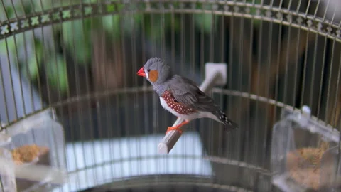 Close up shot of two cute little zebra finch or chestnut-eared finch Stock Footage 281203878