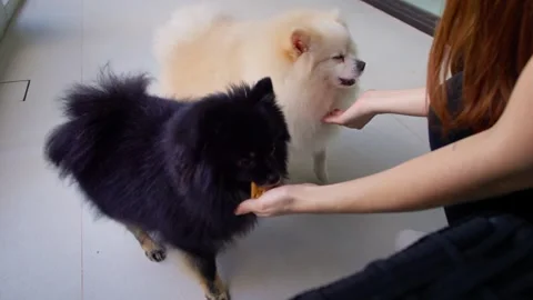 Close-up shot of two cute spitz dog eating from hand of unrecognizable owner. Stock Footage 245482917