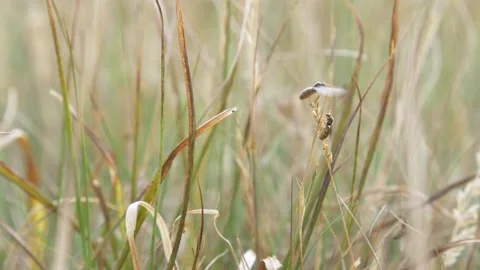 Close up shot of two flying ants resting on strand of grass in field Stock Footage 172150987