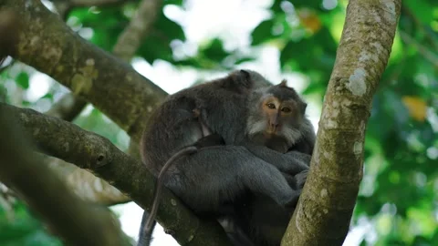 Close up shot of two funny hugging monkeys Stock Footage 276711894