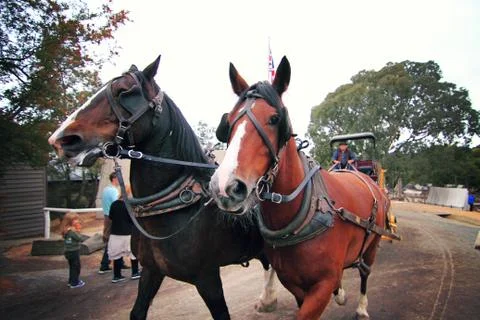 Close up shot of two horses doing a stroll Photos