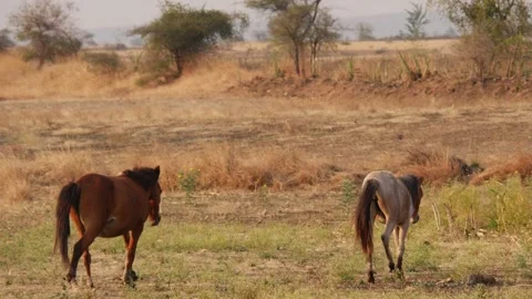 Close shot of two horses walking in a ground, horses walking in ground 動画素材 151945604