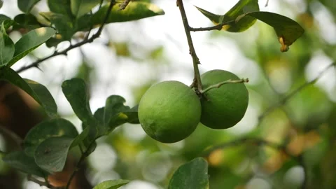 Close shot of two Lemon hanging on Lemon tree Stock Footage 151954849