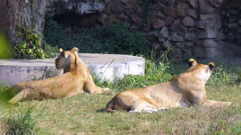 Close shot of two lionesses resting in grass Stock Footage 146053761